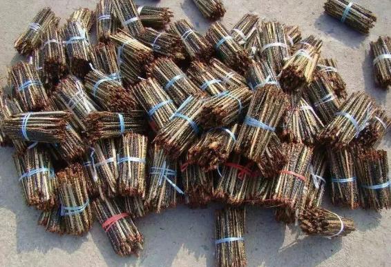 十大常见害虫,农村常见的一种害虫如今价值不菲