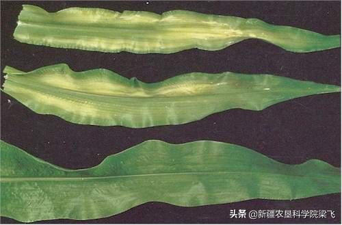 玉米缺磷的症状及治疗方法,玉米苗期缺磷和其他缺素症的区别