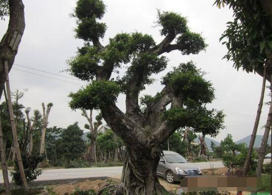 榕树叶子发黄落叶怎么补救,榕树叶子发黄是什么原因