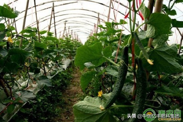 黄瓜缺钙怎么补,黄瓜缺钙镁的表现