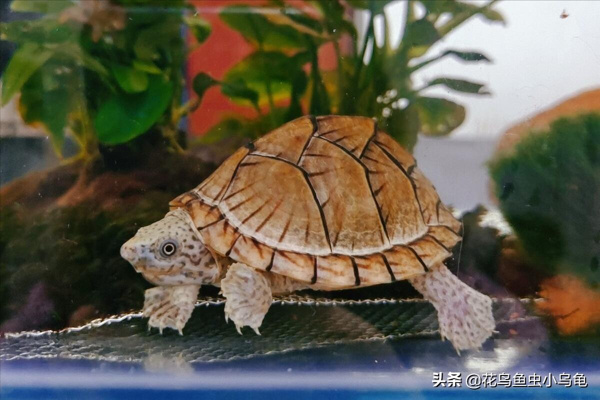 最容易养的乌龟是哪种乌龟,最容易养的乌龟是哪种品种