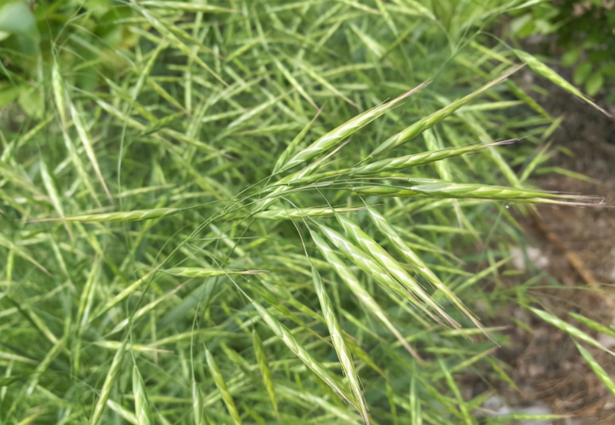 麦田杂草燕麦草,野燕麦危害麦田