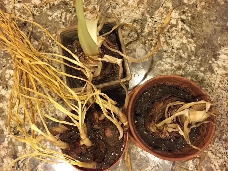 适合北方的球根植物,适合北方室内的种球