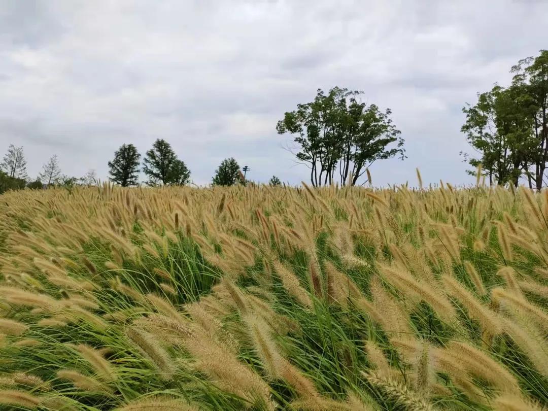 上海观赏草,上海之鱼冬天风景