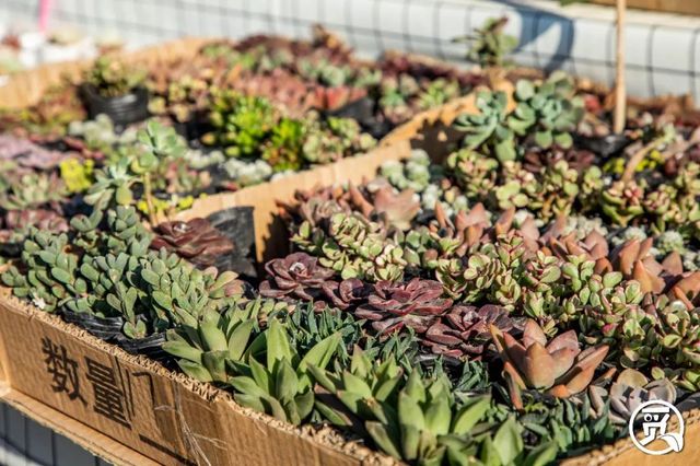 深圳花店有什么花,深圳龙华花店订花送花