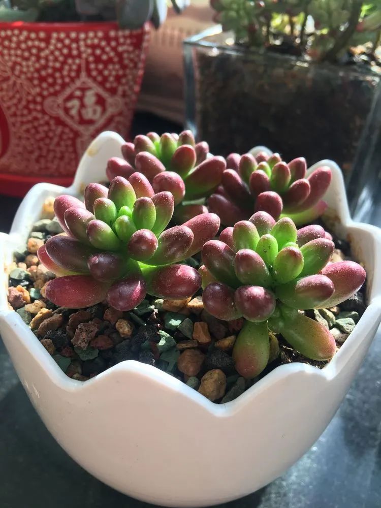 2021牛转乾坤砥砺前行,2021年牛转乾坤时来运转