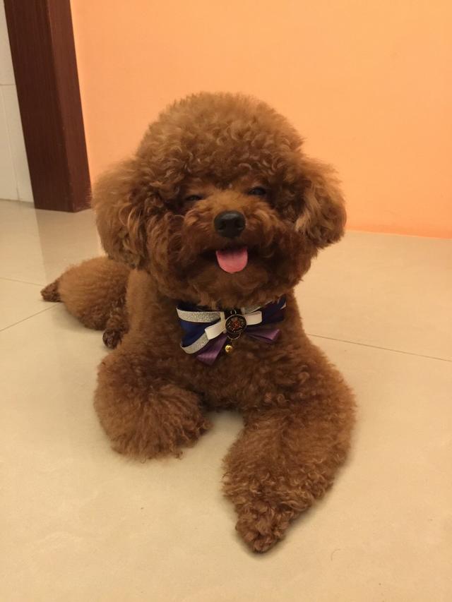 怎么训练泰迪在尿垫上大小便,泰迪幼犬几个月开始训练定点排便