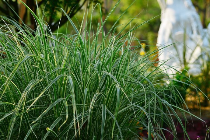 花园里防蚊子,在花园里劳作