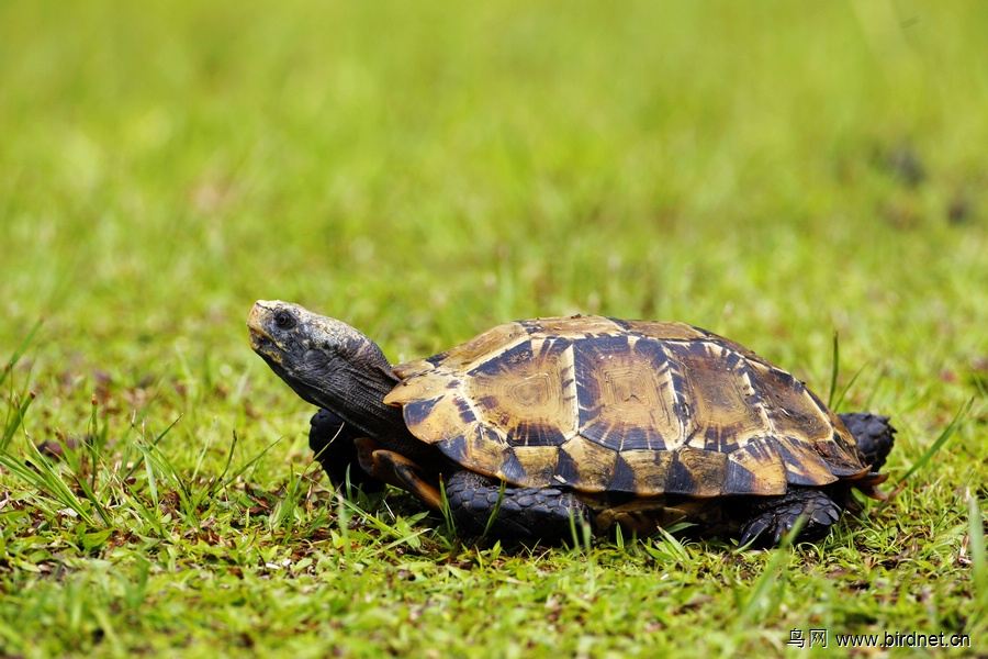 世界陆龟图鉴,世界稀有物种陆龟