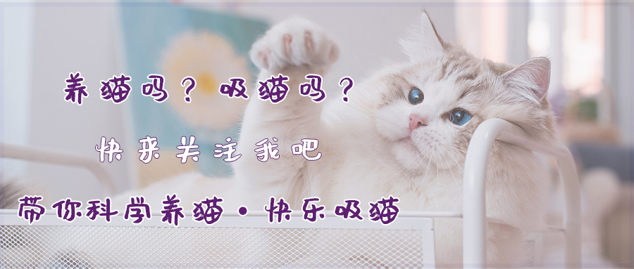 猫丢了三天回来变乖了吗,猫被丢弃后回来就乖了的故事