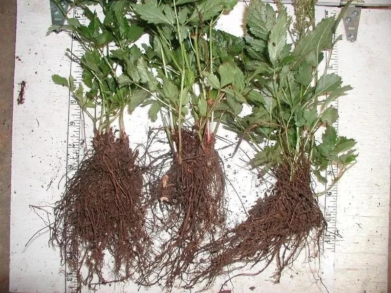 落新妇植物耐寒,落新妇球根要春化吗