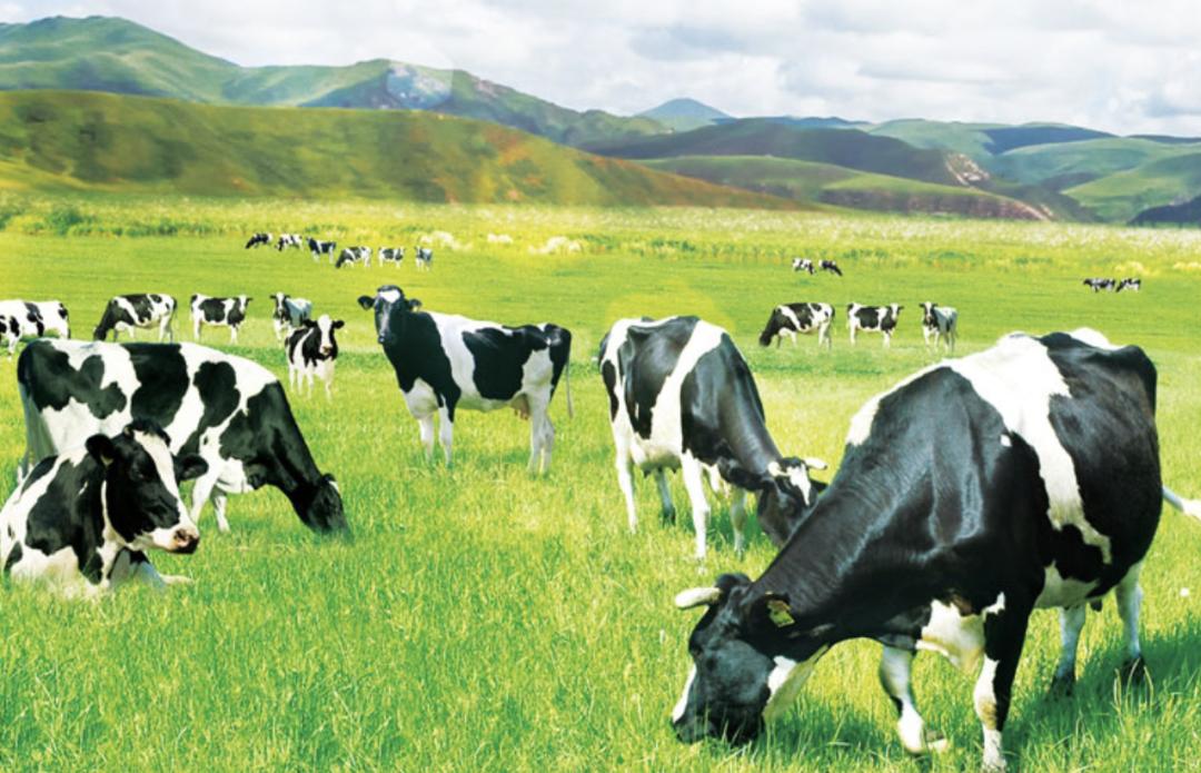 黑沃牧场纯牛奶和完达山纯牛奶,完达山黑沃牧场牛奶多少钱一箱