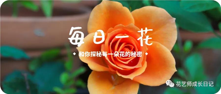 最名贵十种兰花兜兰,每日一花石竹花