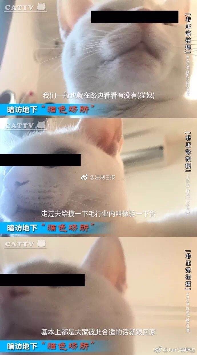 不要再云吸猫了，在《天下》手游里你甚至可以开个动物园