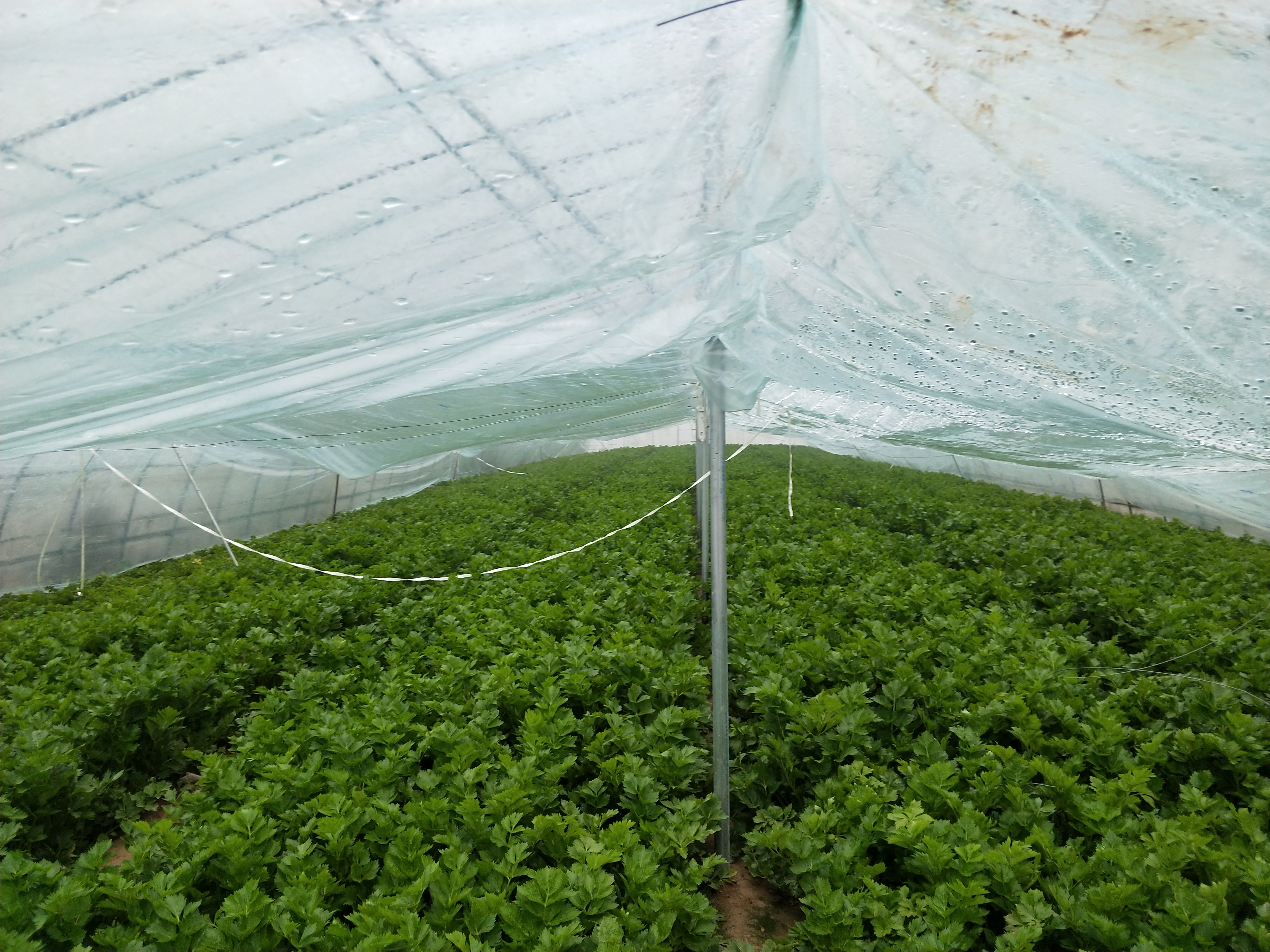 大棚滴水严重咋回事,大棚棚膜滴水问题怎么解决