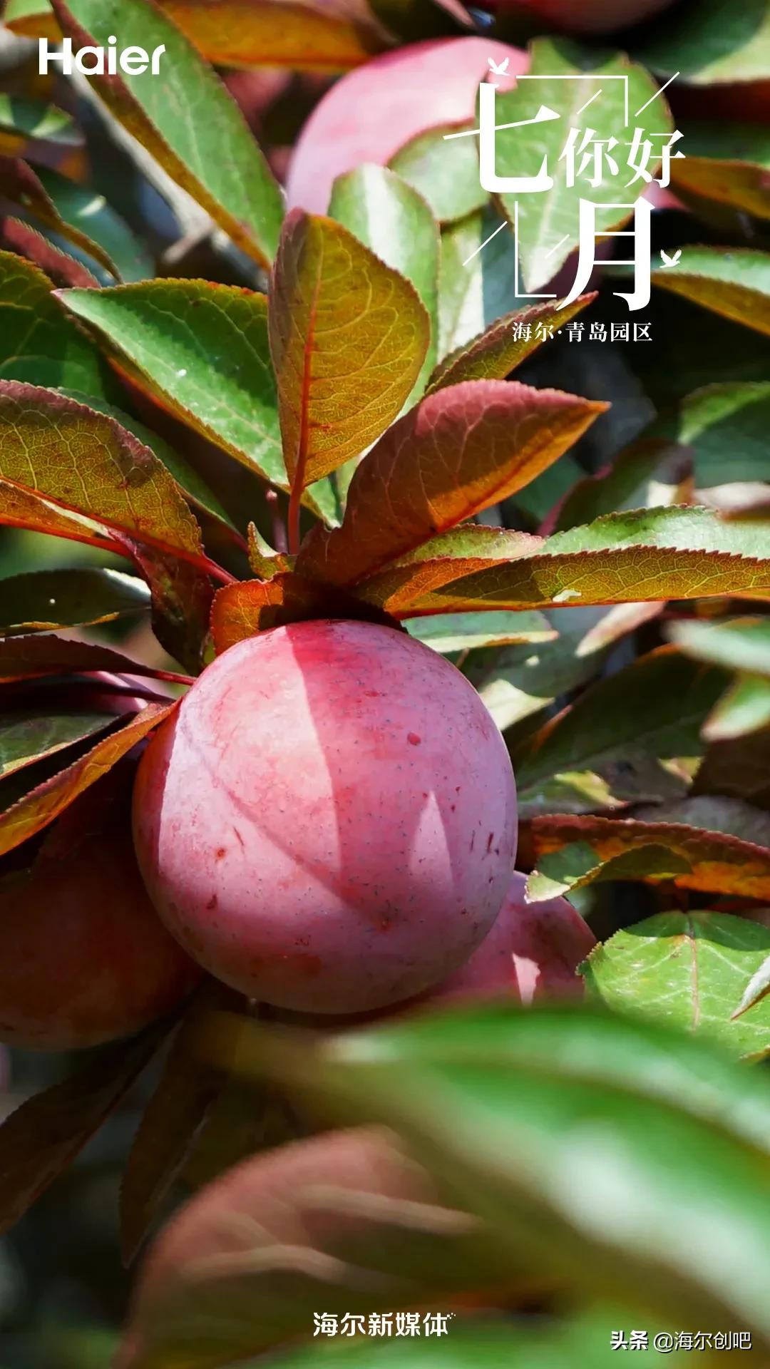 你好七月歌曲完整版,你好七月音乐视频