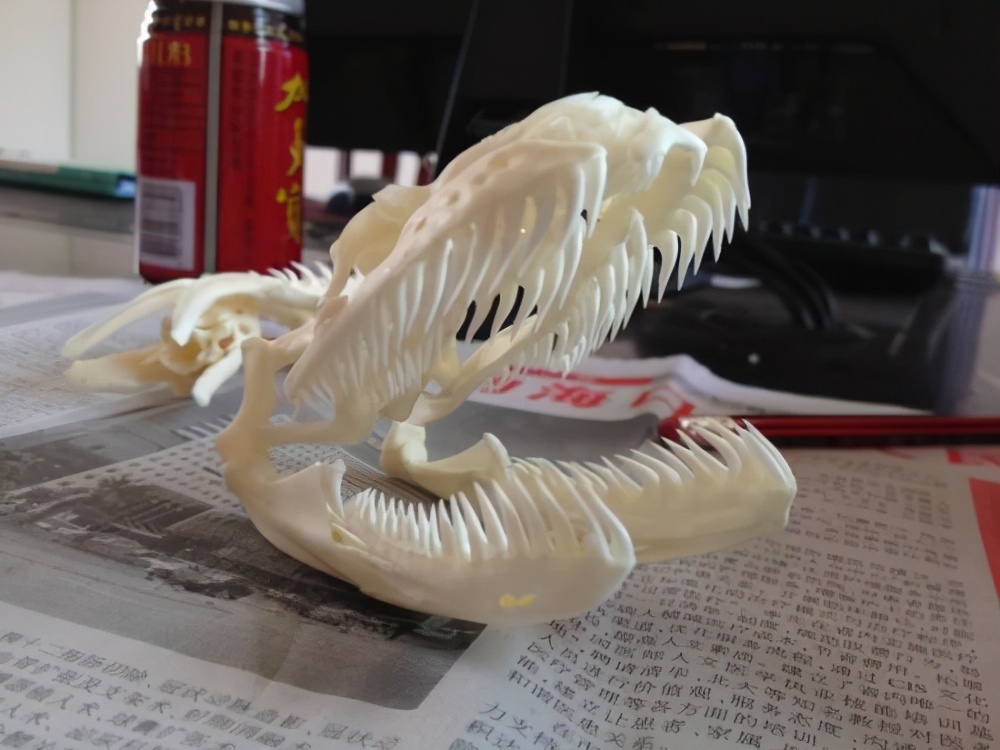 森蚺跟王蛇结合,森蚺可以孤雌生殖吗