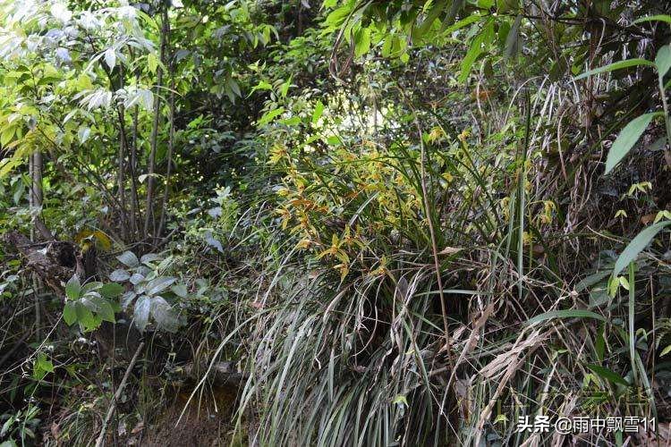 兰花怎么养才能一年四季开花,兰花开花后养殖方法和技巧