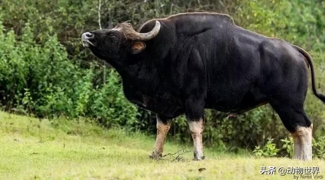 世界上体型最大的牛是什么,世界上体型最大的牛种