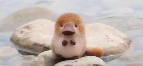 致命的60种动物,60种没见过的动物