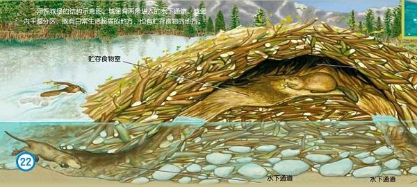 河狸皮毛的优点,河狸皮毛十分名贵