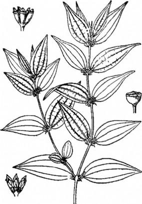 名字叫“糯米团”的是一种什么样的植物？