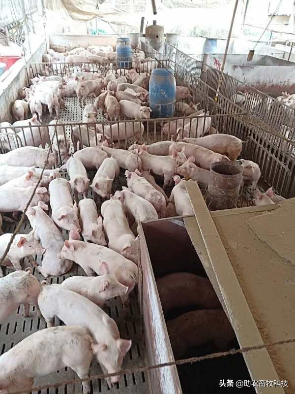 预防呼吸道感染的益生菌,益生菌抗新冠病毒的原理