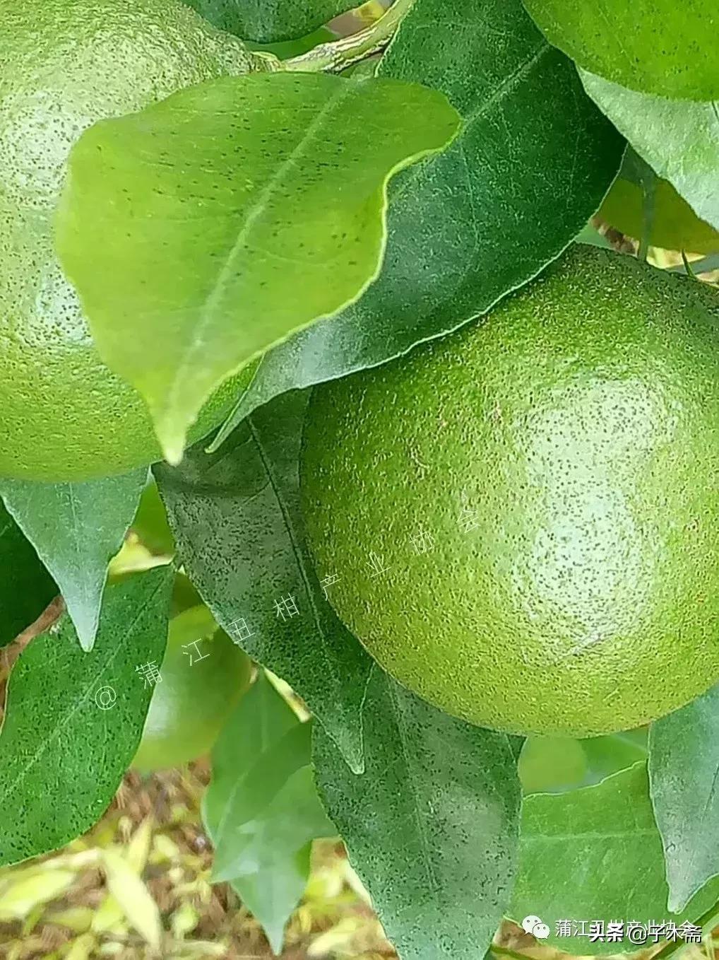 树脂病防治最佳时间,树脂病有特效药吗