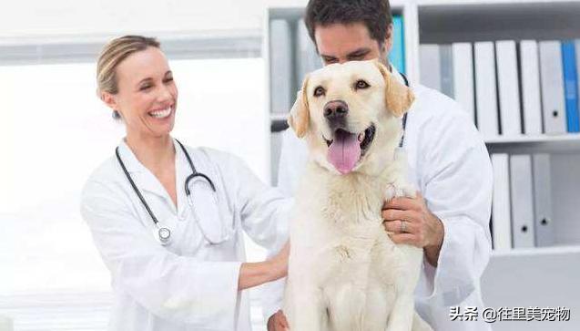 靠谱的宠物医院,好的宠物医院必须有哪些东西