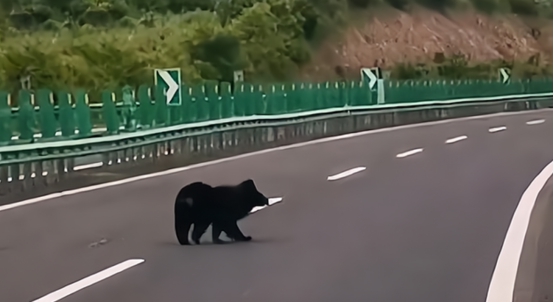 熊出没惊现东北虎下集,野生黑熊遇东北虎