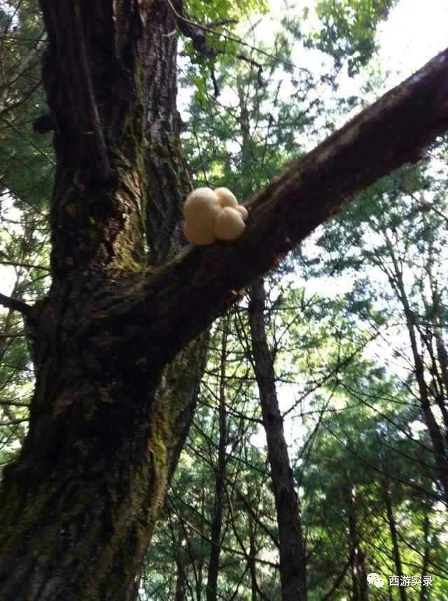 自驾环游世界第一人,自驾全球第一人