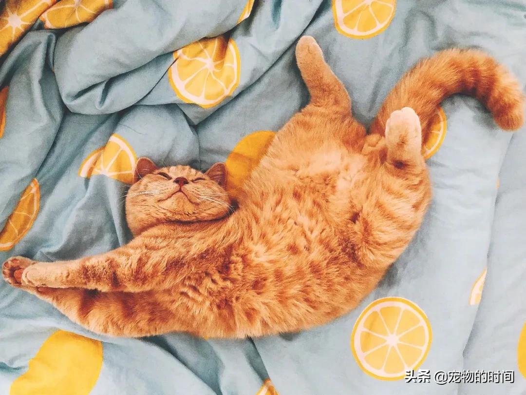 新手养成年猫咪的基础知识,养猫咪新手入门必备知识100个