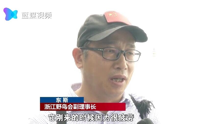 「蓝媒视频」西湖第一只冬候鸟鸬鹚来啦！还有三位老朋友也会陆续到来