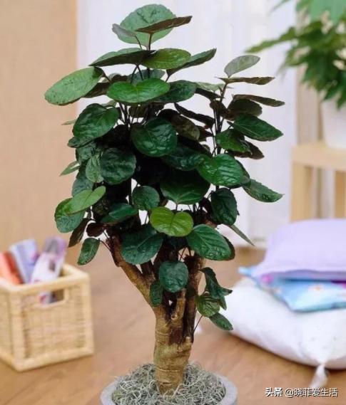 好养又寓意好的室内花,室内好养的对身体好花有几种