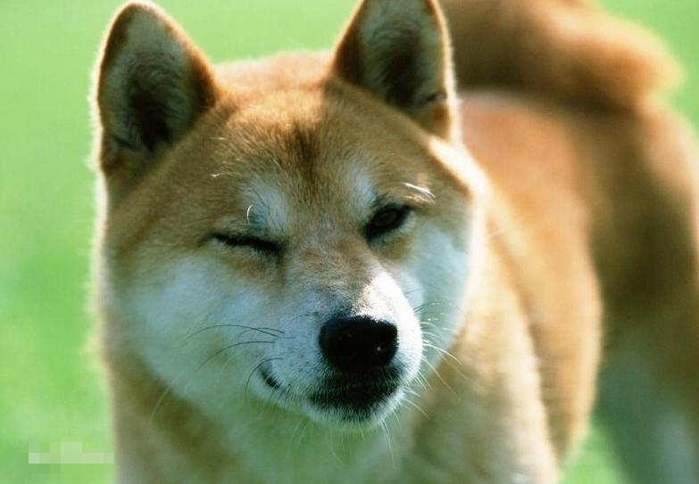 日本有斯塔福犬吗,日本有巴哥犬吗