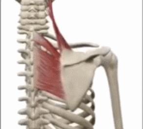 溜肩是斜方肌紧张嘛,如何改善肩胛骨和斜方肌