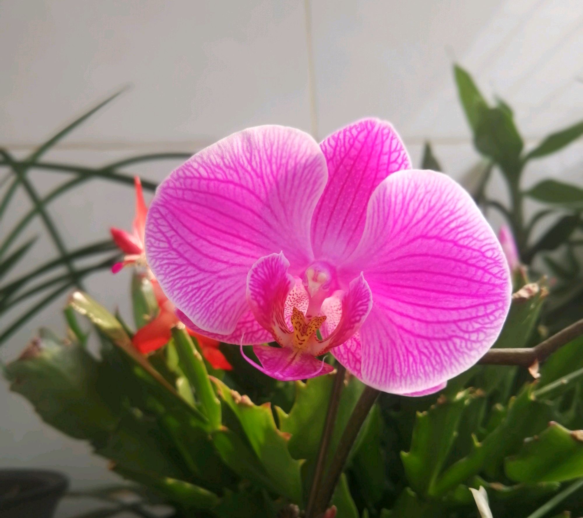 烂根的蝴蝶兰有哪些水培生根技巧？重点在根系保湿方法