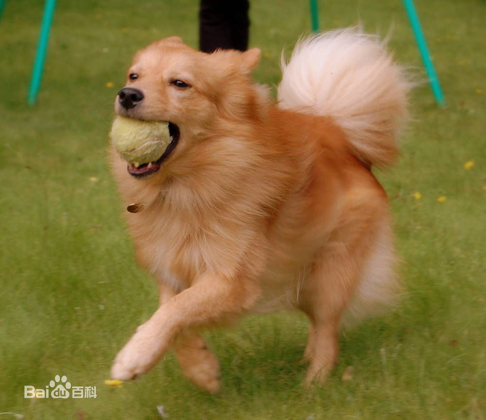 小型犬品种大全及图片柯基犬,不掉毛无体味性格温顺的小型犬