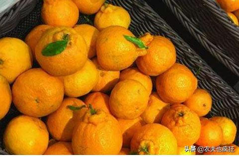 2019丑八怪水果一斤价格,目前最火的网红水果