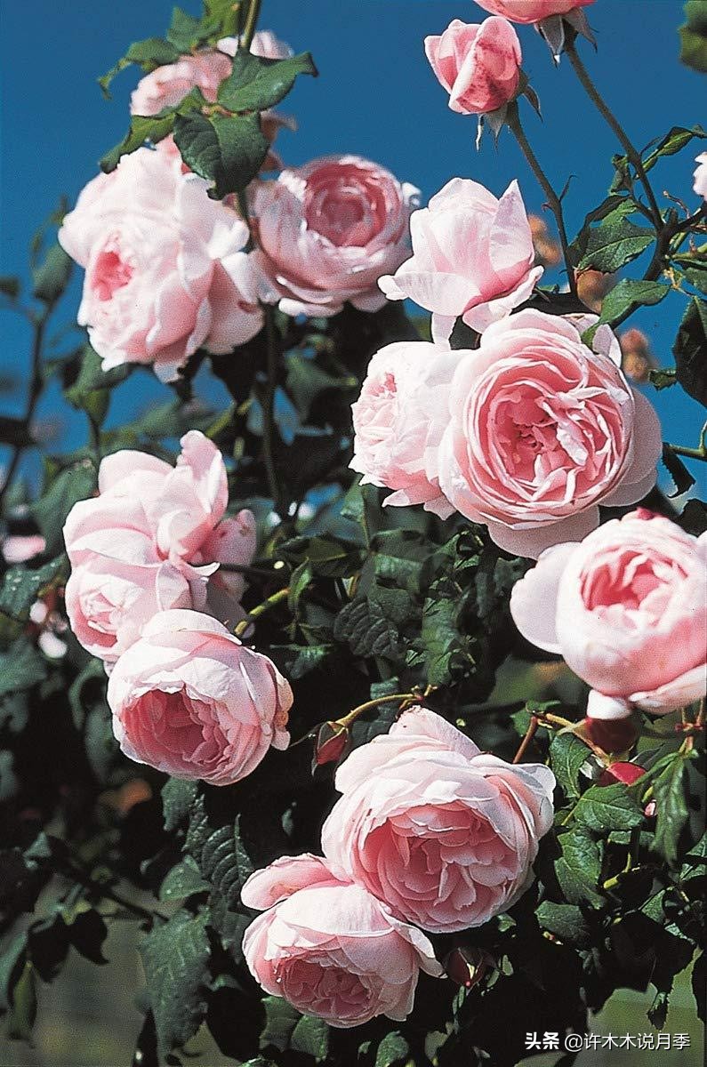 推荐一下多头月季花,100种月季品种大全