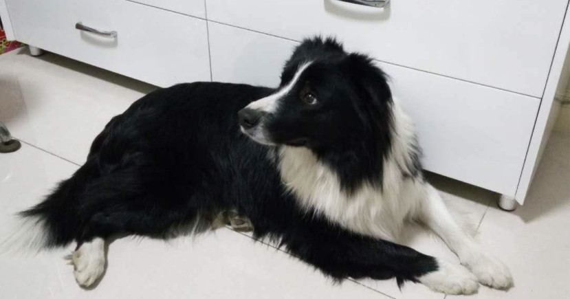 边境牧羊犬为什么难饲养,边境牧羊犬为什么很少有人养