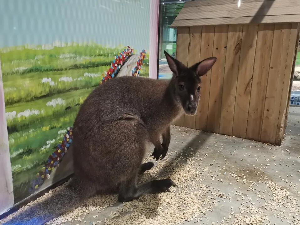 深圳最大的室内游乐场,深圳适合小孩玩的游乐场