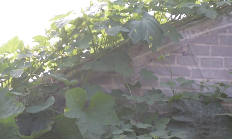 棚外南瓜正确的整枝打叉图解,大棚南瓜单蔓整枝打顶全过程