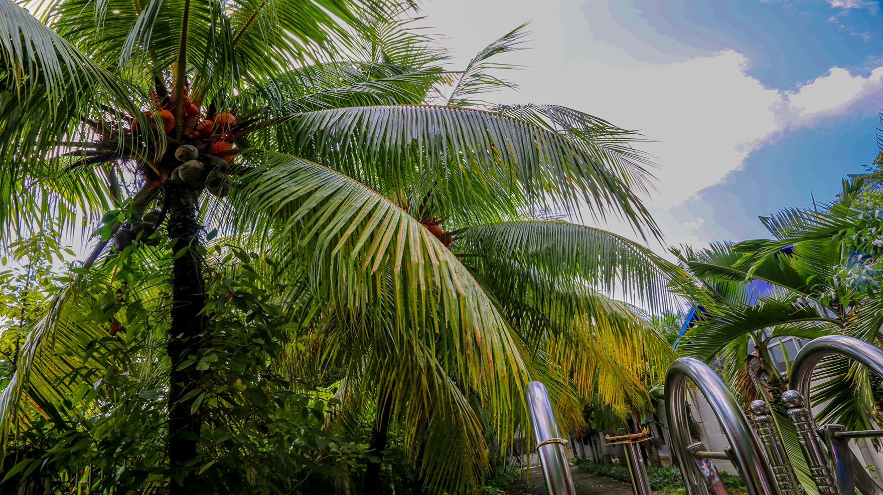 兴隆热带植物园里，到底藏了多少秘密