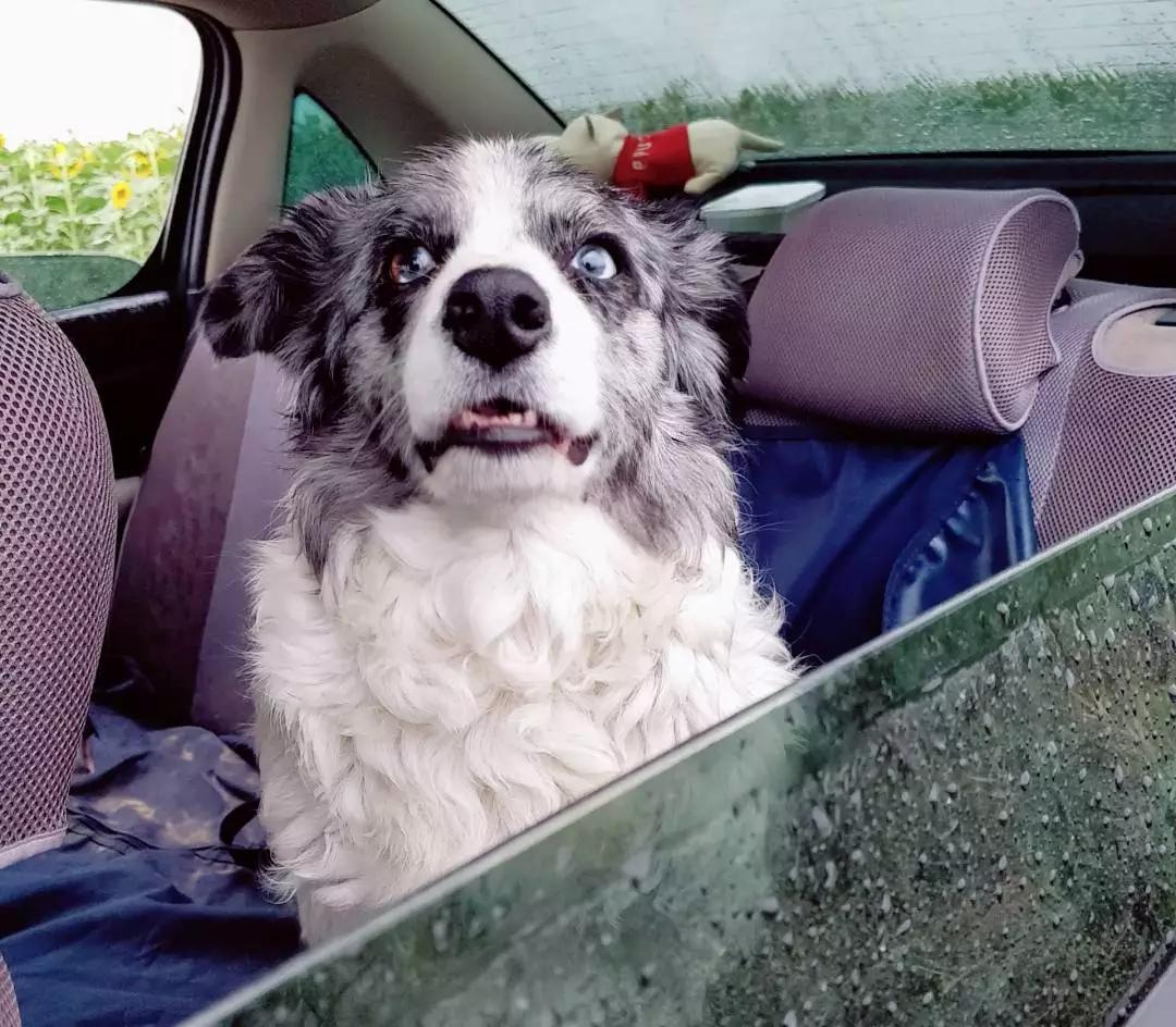 铲屎的都是因为啥和狗吵架，原谅我笑出了声