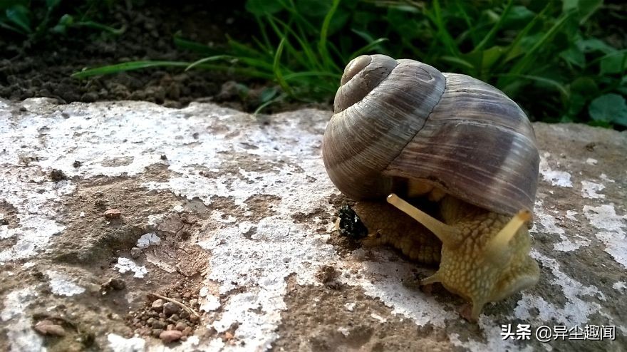 最漂亮的蜗牛图片,100幅蜗牛图片