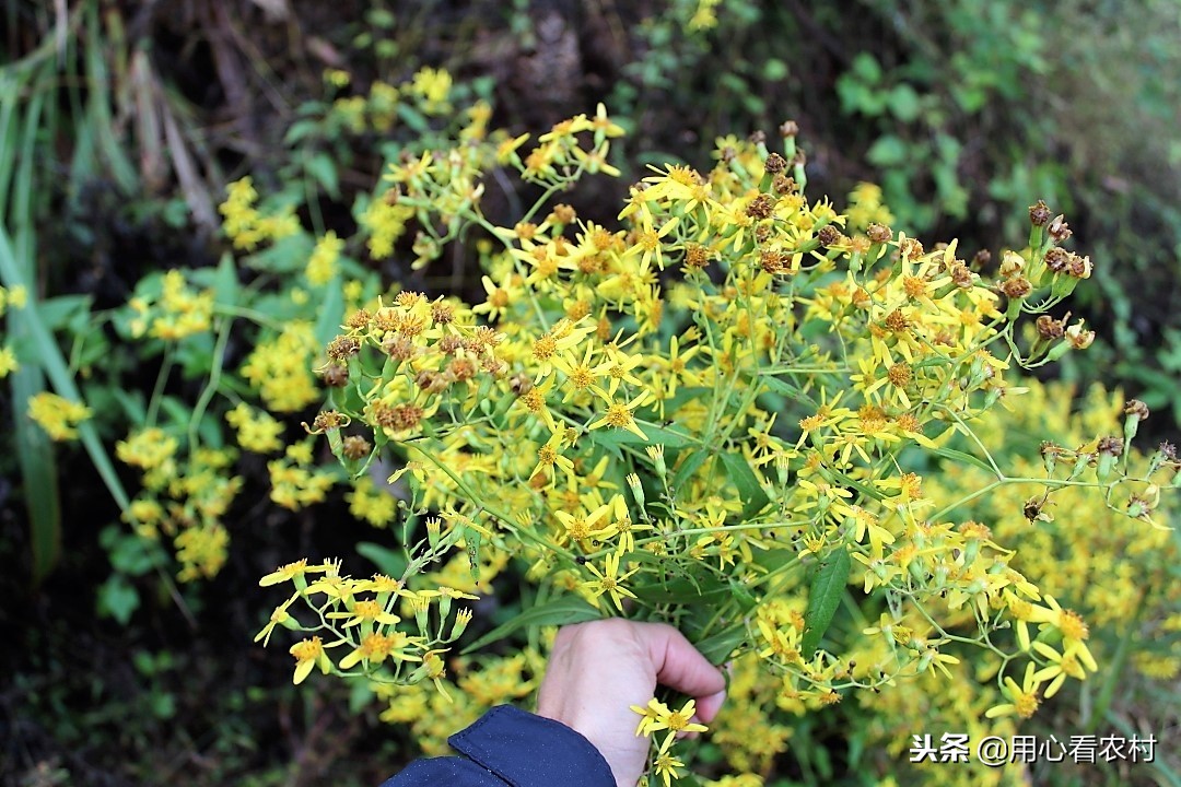 农村遍地的小黄花,农村的小黄花