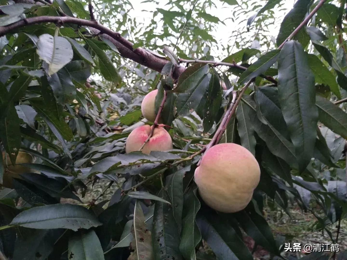 休闲农业盈利模式柱状图,休闲农业十大趋势图