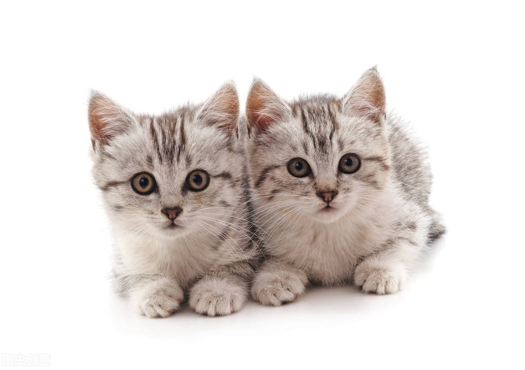 刚刚出生的小猫感冒了什么症状,小猫感冒不吃东西怎么办