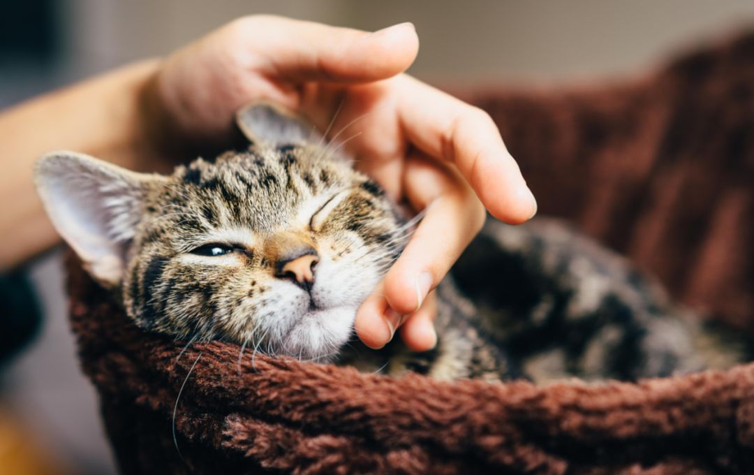 小猫打针后死了,小猫打了狂犬疫苗还会得病吗